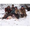 Image 4 : BRITISH COLUMBIA MOUNTAIN SHEEP SPECIAL HUNTING PERMIT