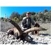 Image 2 : 3 - DAY BECEITE IBEX HUNT FOR 1 OR 2 HUNTERS (Includes trophy fees for 1 Beceite ibex scoring up to
