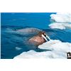 Image 3 : 7 - DAY WALRUS ARCTIC ADVENTURE HUNT FOR 1 HUNTER (Tag and license are included)