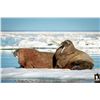 Image 8 : 7 - DAY WALRUS ARCTIC ADVENTURE HUNT FOR 1 HUNTER (Tag and license are included)