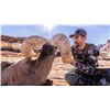 Image 8 : NAVAJO NATION DESERT BIGHORN
