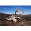 Image 2 : 10 - DAY MOUNTAIN CARIBOU HUNT FOR 1 HUNTER IN NWT CANADA