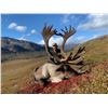 Image 3 : 10 - DAY MOUNTAIN CARIBOU HUNT FOR 1 HUNTER IN NWT CANADA