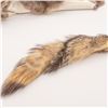 Image 2 : 5 Rabbit Pelts and 1 Coyote Tail