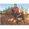 Image 2 : 210 #FR-10 Desert Mule Deer Hunt, Sonora, Mexico