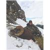 Image 2 : 220 #FR-20 Bighorn Sheep Hunt, Alberta