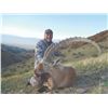 Image 2 : 222 #FR-22 Altay and Gobi Ibex Combo Hunt, Mongolia