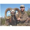 Image 2 : 302 #SA-02 European Mouflon Hunt, Spain