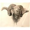 Image 2 : 312 #SA-12 Hangay Argali Charcoal Drawing