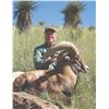 Image 2 : 323 #SA-23 Red Sheep or Armenian Mouflon Hunt, Texas