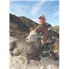 324 #SA-24 Desert Bighorn (Weemsi) Sheep Hunt, Carmen Island, Mexico