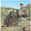 Image 2 : 324 #SA-24 Desert Bighorn (Weemsi) Sheep Hunt, Carmen Island, Mexico