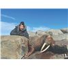 Image 1 : 325 #SA-25 Atlantic Walrus Hunt, Nunavut