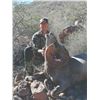 Image 3 : 117 #TH-17 Desert Bighorn Hunt, Sonora, Mexico