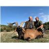 Image 2 : 120 #TH-20 Kri-Kri (Hybrid) Ibex Hunt, Greece or Macedonia