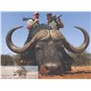 121 #TH-21 Cape Buffalo Hunt, South Africa