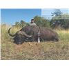 Image 3 : 121 #TH-21 Cape Buffalo Hunt, South Africa
