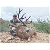 Image 2 : 123 #TH-23 Baja Blacktail Hunt, Mexico