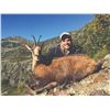 Image 2 : 426 #SLA-26 Cantabrian Chamois Hunt, Spain