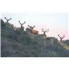 Image 2 : 432 #SLA-32 Red Stag Hunt, New Zealand