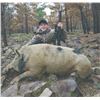 Image 2 : 439 #SLA-39 Rifle Whitetail Deer/Hog Hunt, Oklahoma