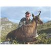 Image 1 : 461 #SLA-61 Cantabrian Chamois Hunt, Spain