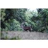 Image 2 : 484 #SLA-84 Red Stag Hunt, Spain