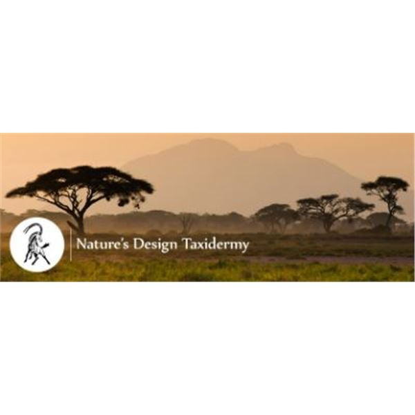 $3,000 Custom Taxidermy Work