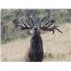 Image 2 : 5-day New Zealand Red Stag Hunt up to 400 SCI for Two Hunters