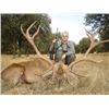 Image 2 : 5-day Spain Bronze Medal Iberian Red Deer Hunt & VIP Bullfight Show for Two Hunters