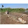 Image 2 : 7-day Mozambique Crocodile Hunt for One Hunter and One Non-Hunter