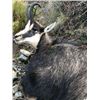 Image 2 : 5-day New Zealand Alpine Chamois Hunt for One Hunter and One Non-Hunter