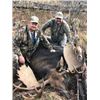 Image 2 : 10-day Alberta Western Canada Moose Hunt for One Hunter