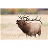 Image 1 : Elk Hunt for One Hunter on The Oglala Sioux Indian Reservation