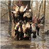 Image 1 : Arkansas Green Timber Duck Hunt for 4