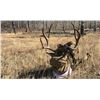 Image 1 : 2-Person Rifle Pack-In Mule Deer Hunt with Montana Wilderness Lodge & Outfitting