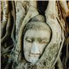 Image 2 : Framed Photo Silk Wrap Banyon Tree w/Buddha Head (ART-005)