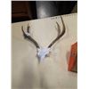 Image 1 : DEER SKULL WITH ANTLERS
