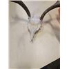 Image 2 : DEER SKULL WITH ANTLERS