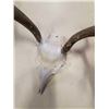 Image 3 : DEER SKULL WITH ANTLERS