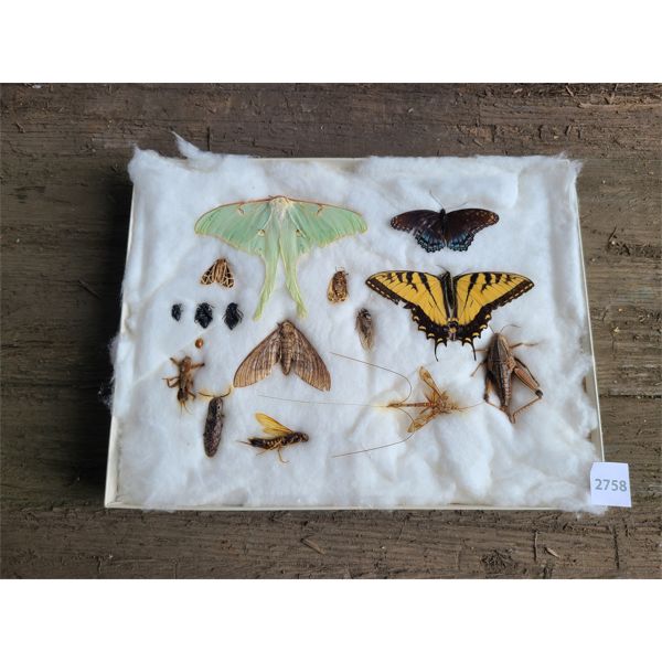 TRAY OF INSECT SPECIMENS - 9 X 12in