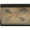 Image 2 : Framed group of 5 Native artifacts - arrow heads