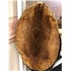 Image 1 : Beaver pelt