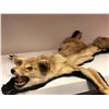 Image 1 : 2 taxidermied animal hides - fox & coyote