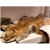 Image 2 : 2 taxidermied animal hides - fox & coyote