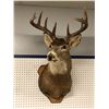 Image 2 : Professionally taxidermied trophy stag deer head mount