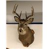 Image 1 : Professionally taxidermied trophy stag deer head mount