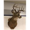 Image 2 : Professionally taxidermied trophy stag deer head mount