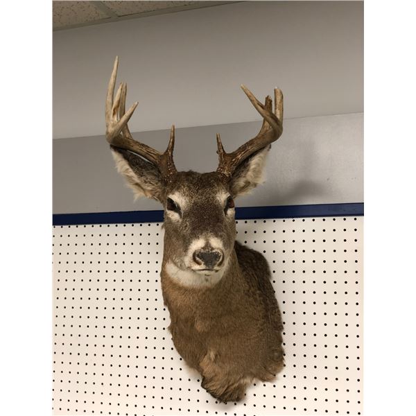 Professionally taxidermied trophy stag deer head mount