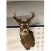 Image 1 : Professionally taxidermied trophy stag deer head mount
